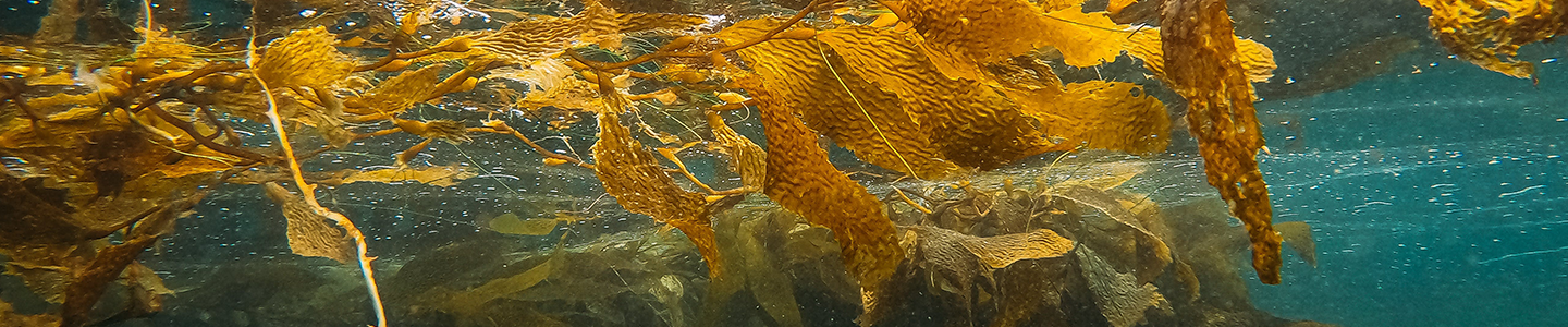 Photograph of yellow kelp floating on the surface of the water