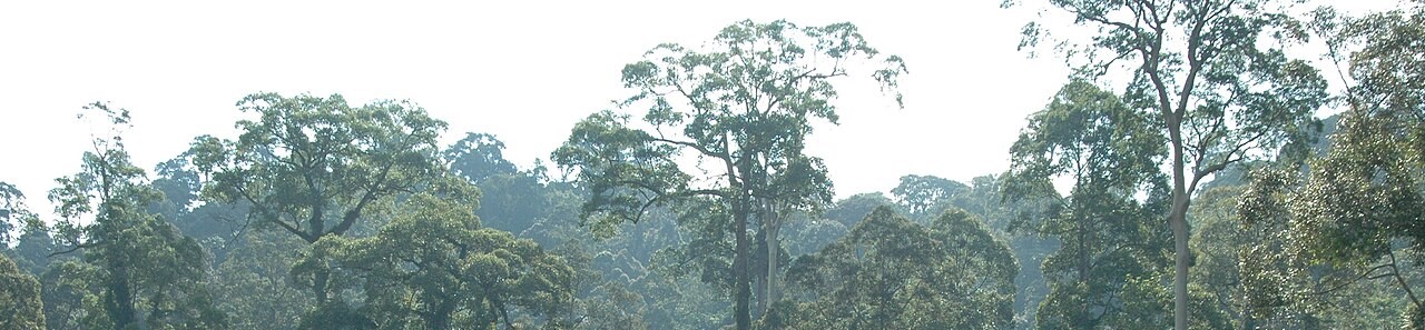 Borneo - Forest Landscape