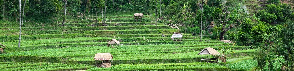 Rice fields in the forest - Indonesia