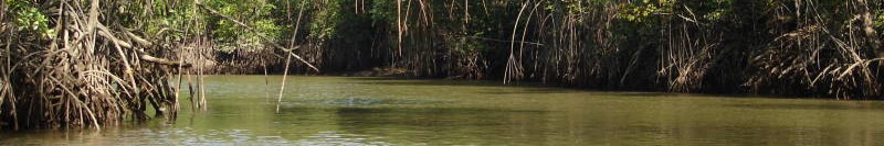 Mangroves, Ecuador